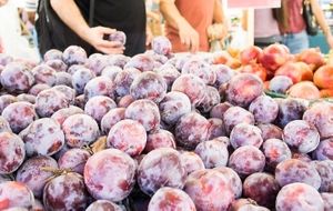 plums  at Grand Lake Farmers Market in Oakland