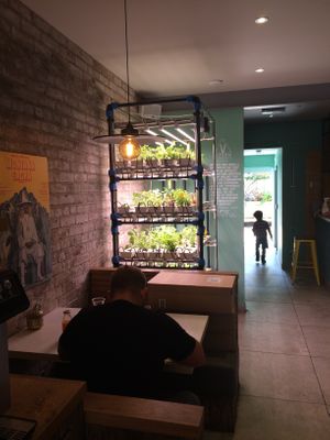 Hydroponic salad at Suncraft in Bristol