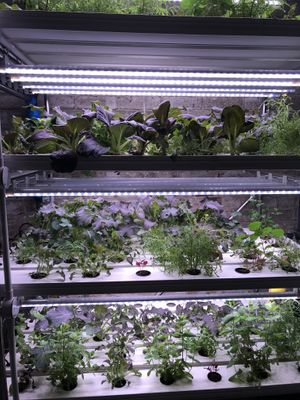 Homegrown herbs at Suncraft in Bristol