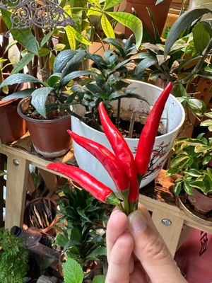 Organic chilli pepper from HK organic farm. at Concept H 健康概念  in Macau