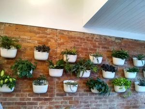 decorations / live plants at Native Bagel Company in Berea