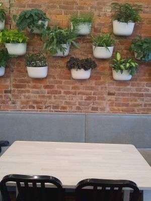 decorations / live plants at Native Bagel Company in Berea