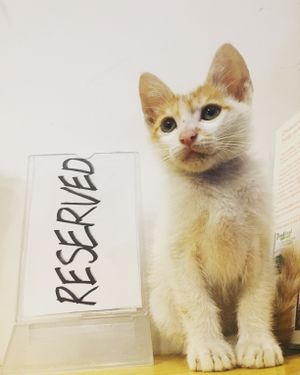 Would you reserver table for you Sir/Madam at The Sky Over Dalat in Da Lat