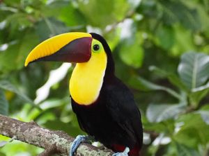 Table side at Jerah in Jaco