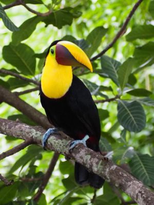 Table mate  at Jerah in Jaco