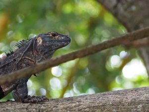 Dined with us at Jerah in Jaco