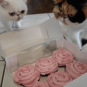 Even cats love vegan cupcakes at Shana Cake in Topeka