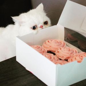 How I look at the vegan cupcakes I know I shouldn't be eating at Shana Cake in Topeka