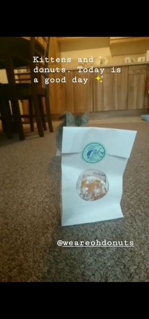 Vegan jam donut about to be bulldozed by kitten at Oh Donuts & Coffee in Belfast