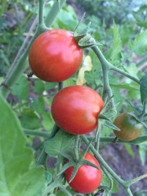 Our organic tomato is available from middle of July to October! at Dana Village in Nishiaizu