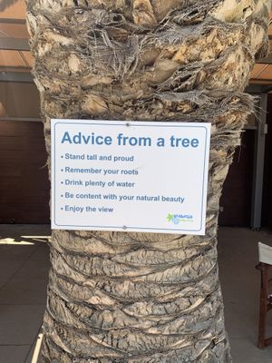 The tree  at Seashells Healthy Living in Limassol