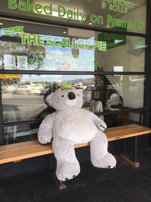  Koala bear in the front side at Apollo Bay Bakery in Apollo Bay