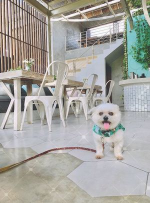 IG @fluffybenben at I Am Vegan Babe in Canggu