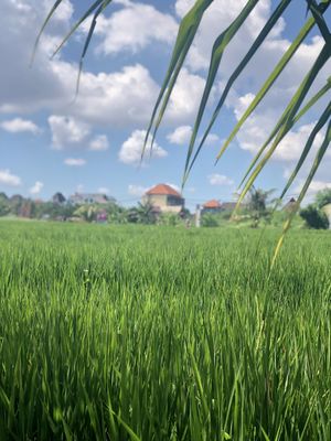 Lovely view from Cafe  at I Am Vegan Babe in Canggu