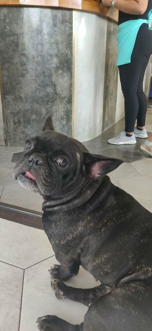 Owner's Dog 😍 at I Am Vegan Babe in Canggu