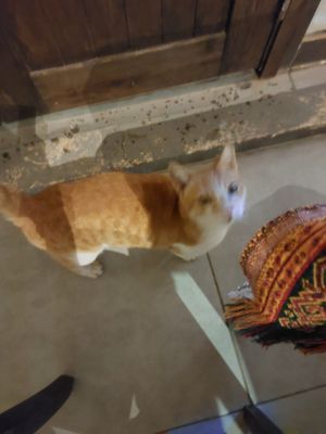  at Zaatar Lebanese Syrian Cuisine in Ayia Napa