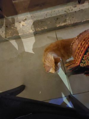  at Zaatar Lebanese Syrian Cuisine in Ayia Napa