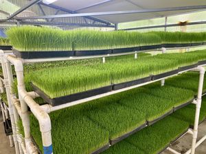 Wheatgrass growing area  at Hippocrates Health Institute in West Palm Beach