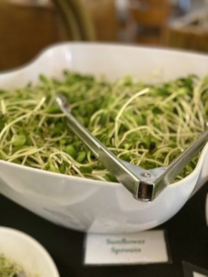 Sunflower Sprouts  at Hippocrates Health Institute in West Palm Beach