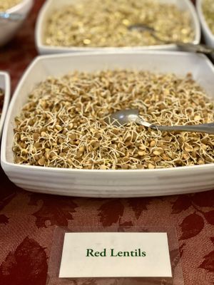 Red  Lentils  at Hippocrates Health Institute in West Palm Beach