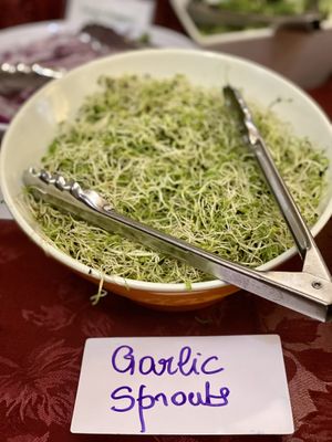 Garlic Sprouts  at Hippocrates Health Institute in West Palm Beach