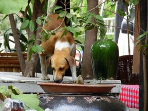 Dog  at The Moon - Old Bagan in Bagan