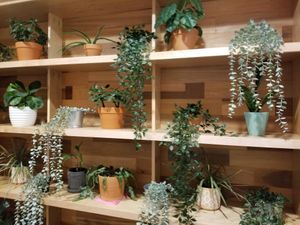 Cute plants and decor inside SOHO Juice Co. at SoHo Juice Co in Winter Park