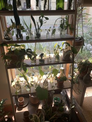 Love all the plants, such a cute place and great vibes.  at Ananda Tree House in Kathmandu