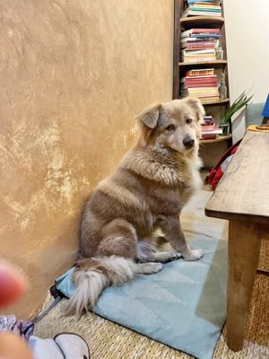 Puna ❤️  at Ananda Tree House in Kathmandu