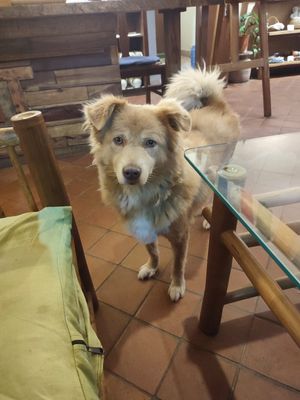  at Ananda Tree House in Kathmandu