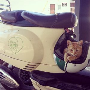 We love cats, we love all animals! at Raw Love You in Bodrum