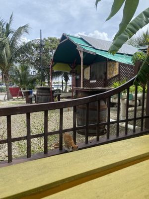   at Lion's Share Cafe in Bridgetown