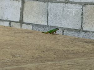My entertaining friend  while waiting. at Lion's Share Cafe in Bridgetown