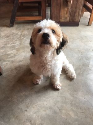 Muppet at Kunda Vegan Vegetarian in Chiang Rai