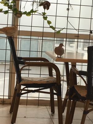 animals welcome at Bahía Verde in Tenerife