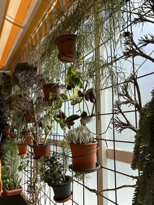  #Veganuary at Bahía Verde in Tenerife