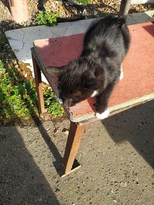 Возьми кота домой!
Take the cat home!
 at The Slice Pizza in Moscow