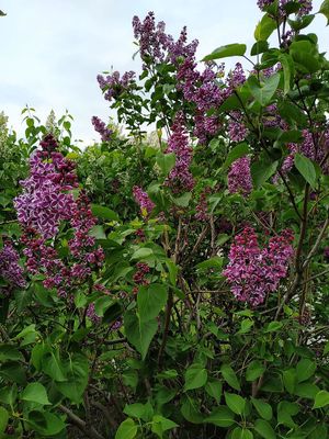 Lilac bloomed)
Сирень зацвела) at The Slice Pizza in Moscow