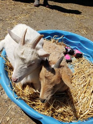NJveg volunteer day, Goats of Anarchy, Hampton, NJ, 5/2019 at NJveg in Pemberton