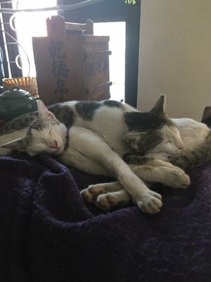 Cat friendly at Sapporo Japanese Restaurant in Kathmandu