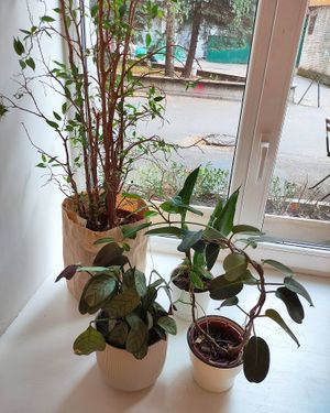 Sweet plants at Fika in St Petersburg