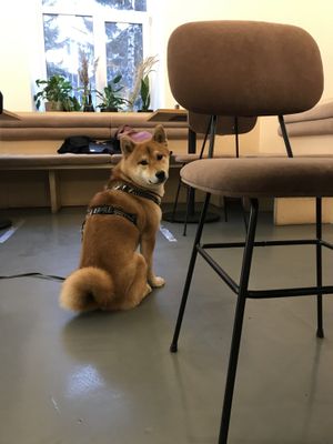 pet friendly  at Fika in St Petersburg