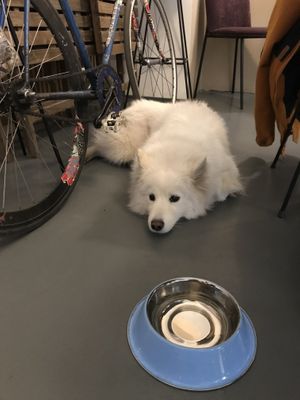 pet friendly  at Fika in St Petersburg