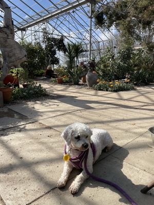 Dog friendly location, lovely and warm eating in the greenhouse   at Potager Garden Café in Falmouth