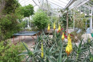 Greenhouse ping pong at Potager Garden Café in Falmouth