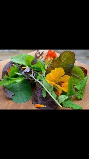 Green salad at IV10 Cafe Bar Deli in Fortrose
