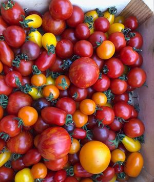 All of the produce is locally sourced  at IV10 Cafe Bar Deli in Fortrose
