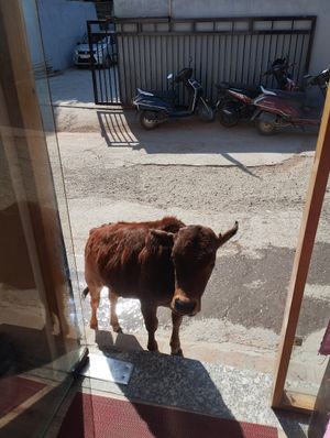  at Cookie Lady in Rishikesh