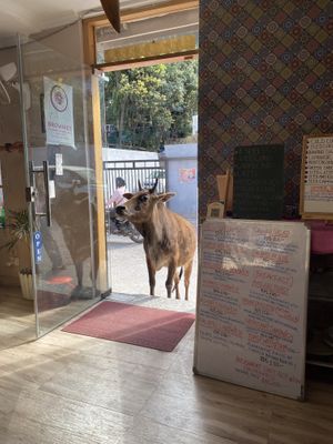 Friendly visitor 🐮   at Cookie Lady in Rishikesh