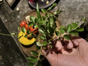   at Welle Gedara Homestay & Cooking in Weligama